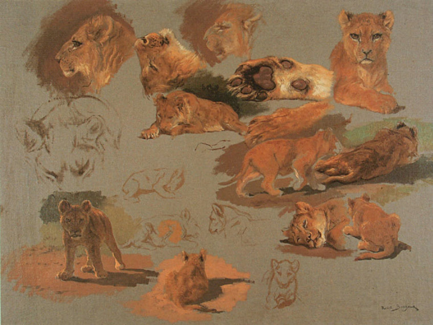 Dix-huit études d'après un jeune lion, têtes et pattes - Rosa Bonheur