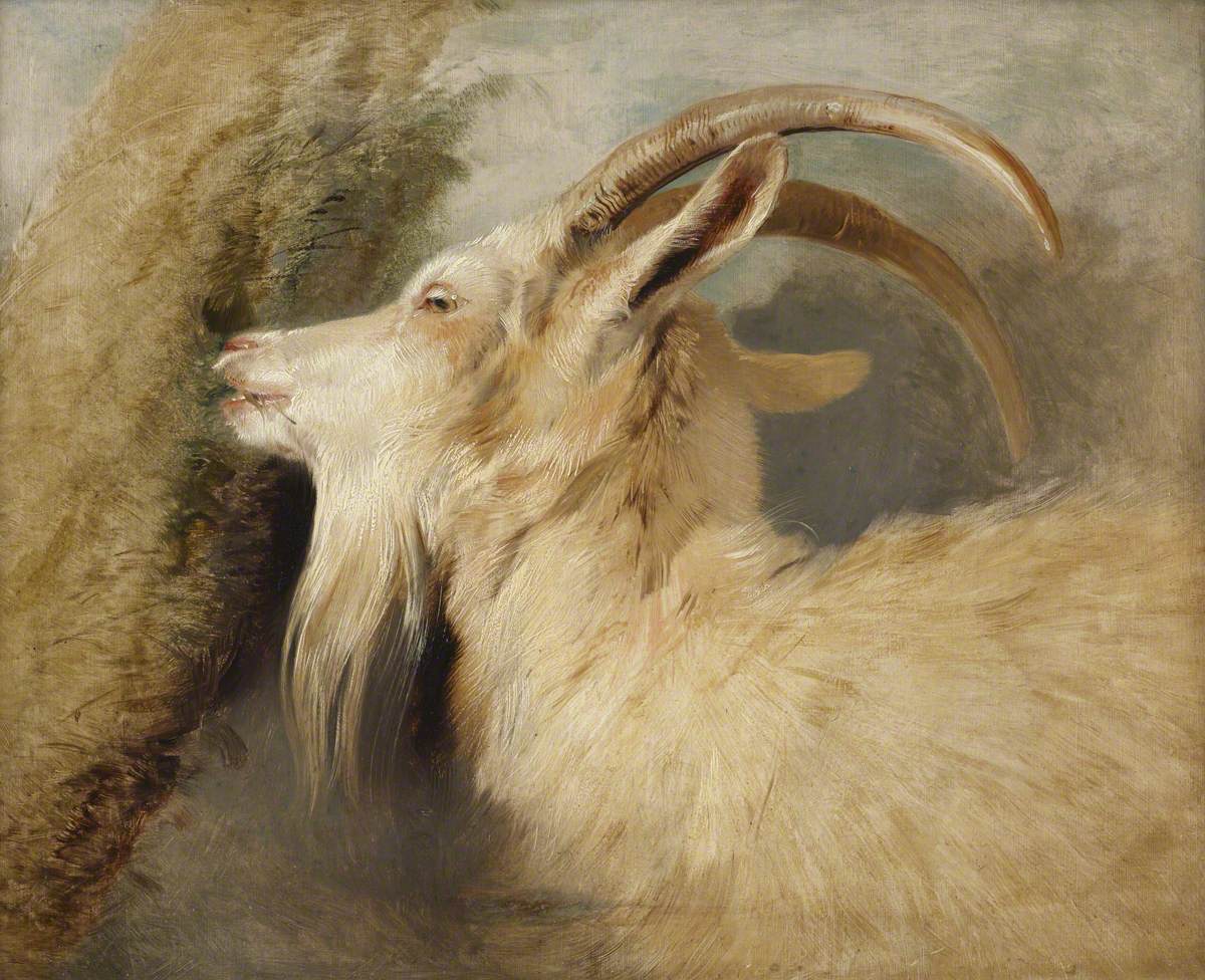 Tête de chèvre - Edwin Henry Landseer