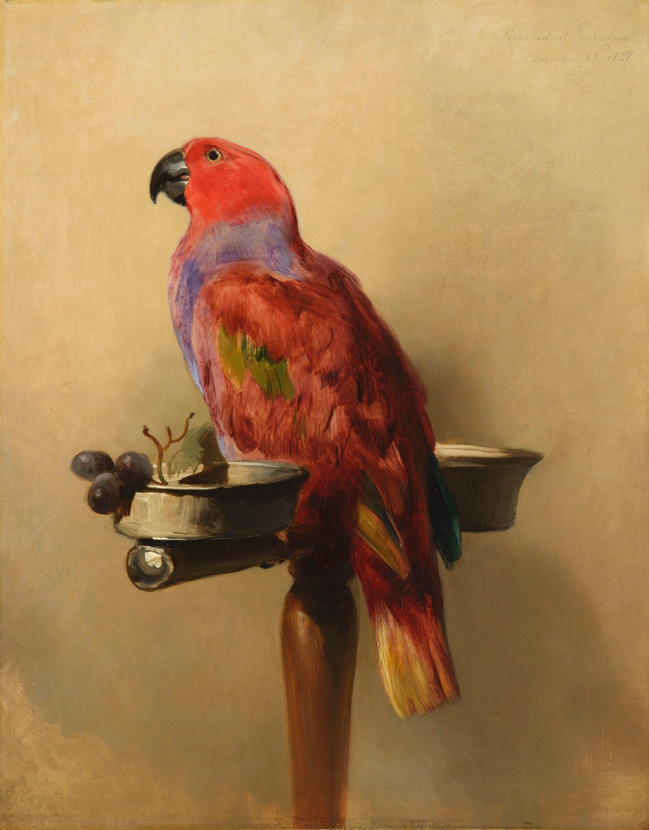 Le Lori - Edwin Henry Landseer