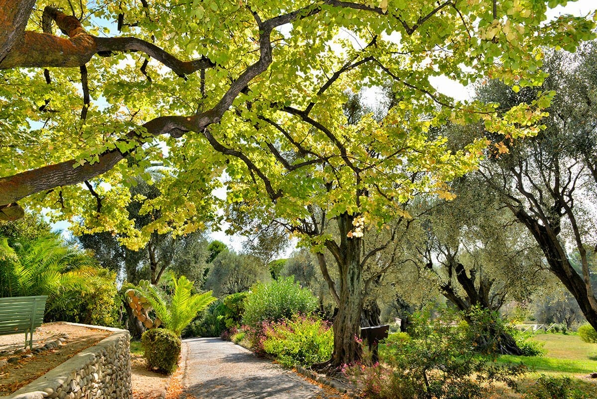 Maison et jardin du Musée Renoir au domaine des Collettes à Cagnes-sur-Mer