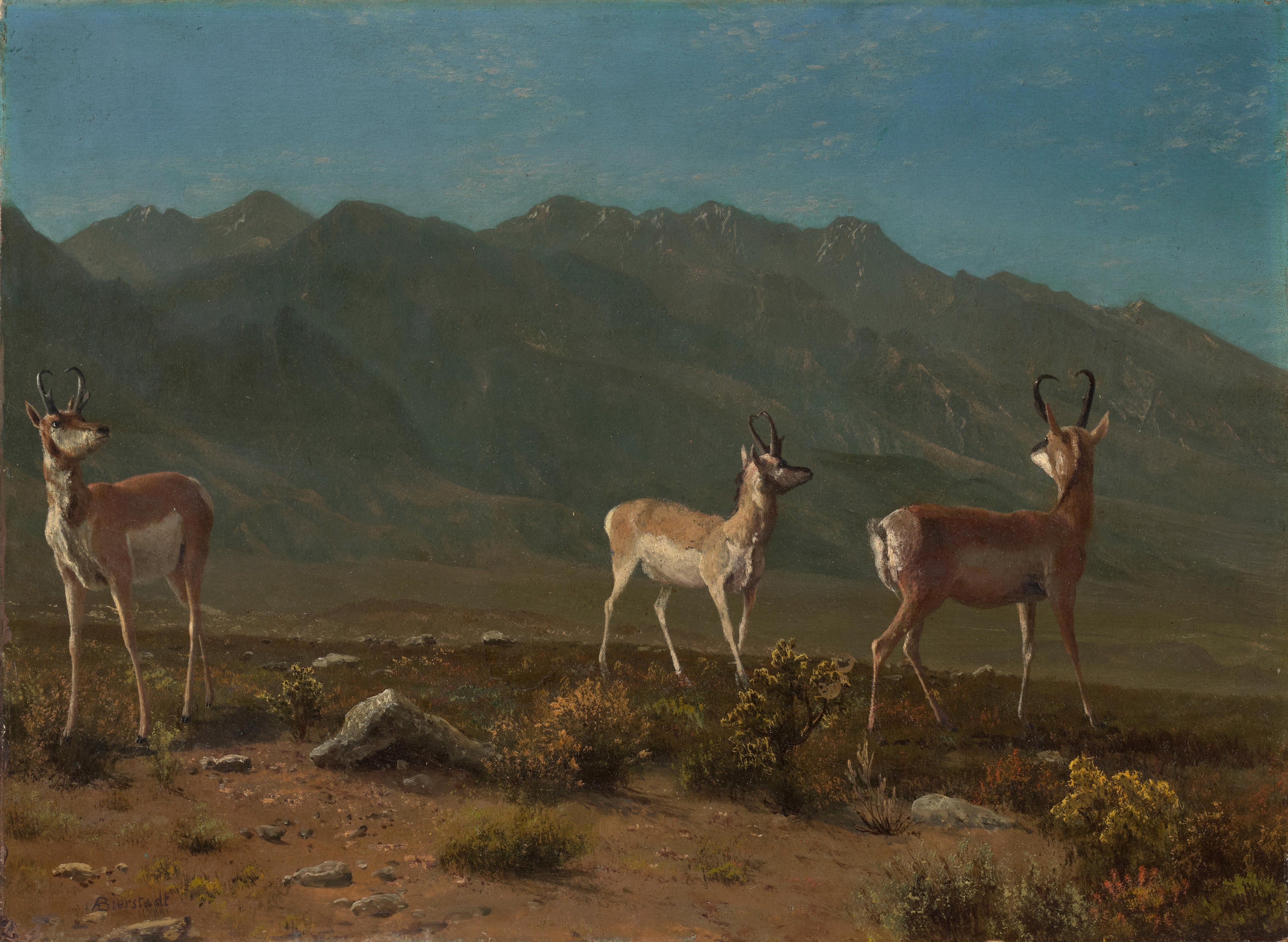 Antilope (Antilope de l'Arizona) - Albert Bierstadt