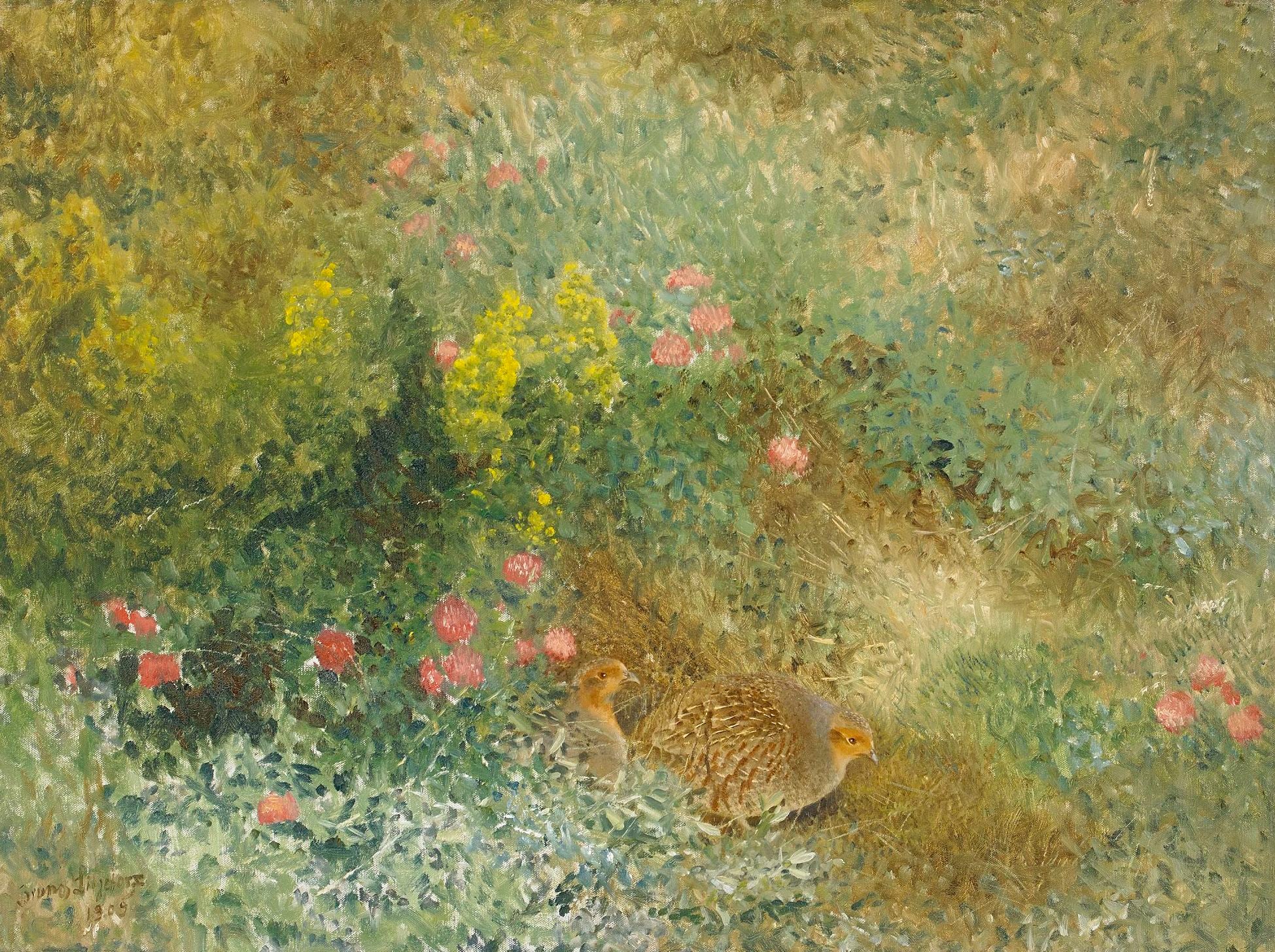 חוגלה אפורה - ברונו ליליפורס