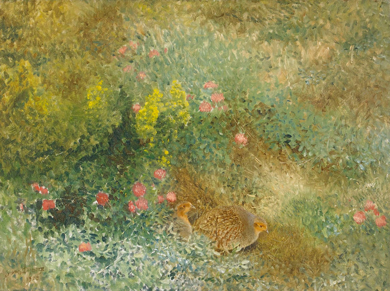 חוגלה אפורה - ברונו ליליפורס