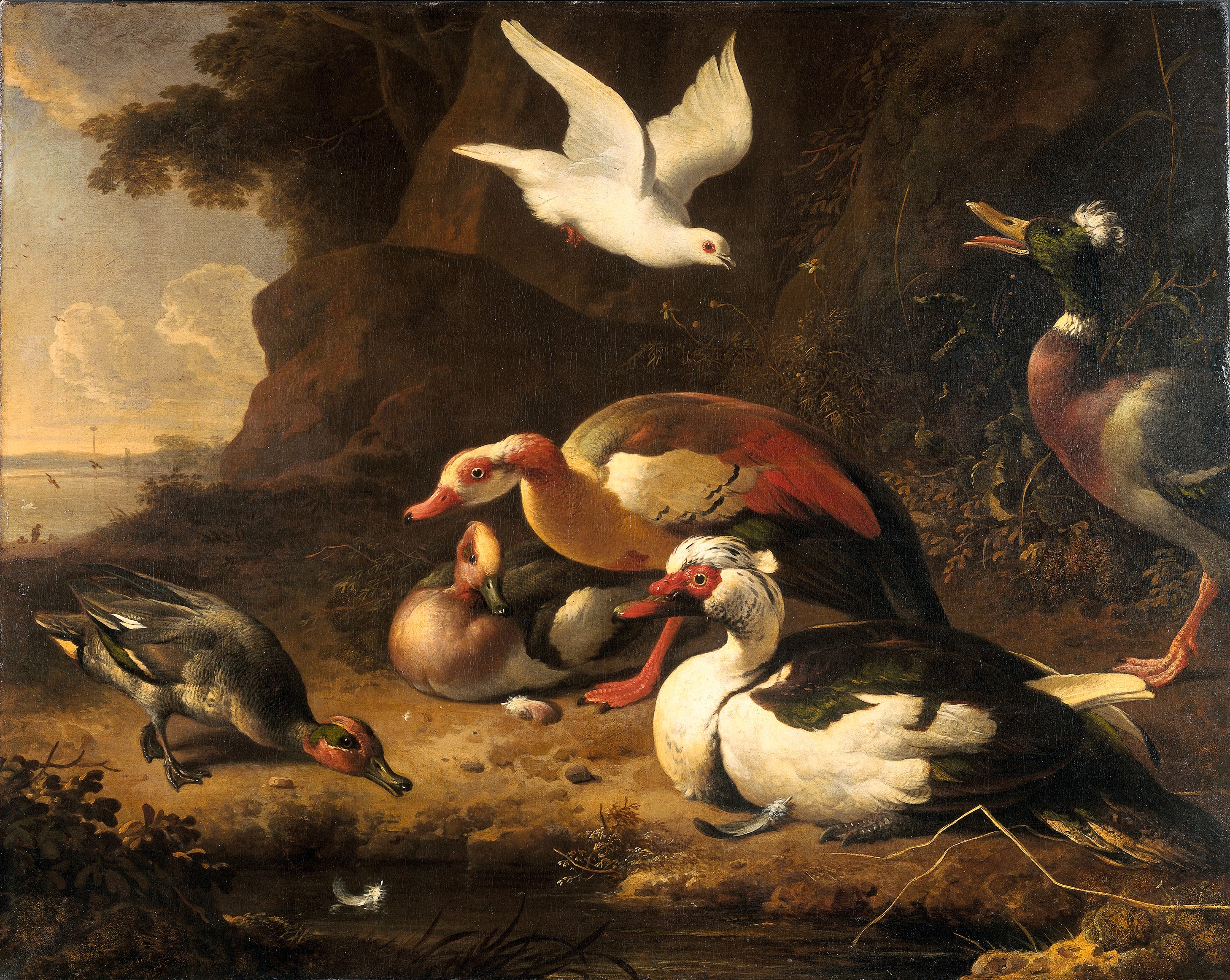 Canards - Melchior de Hondecoeter