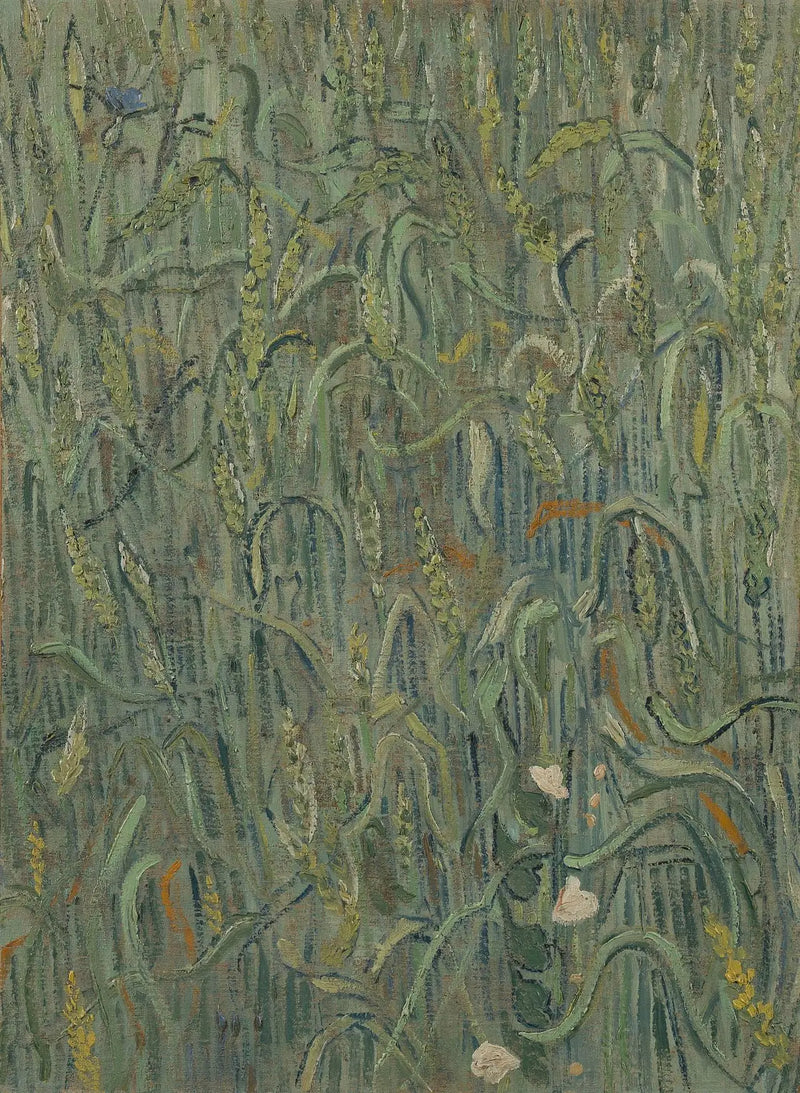 שיבולי חיטה - Vincent van Gogh