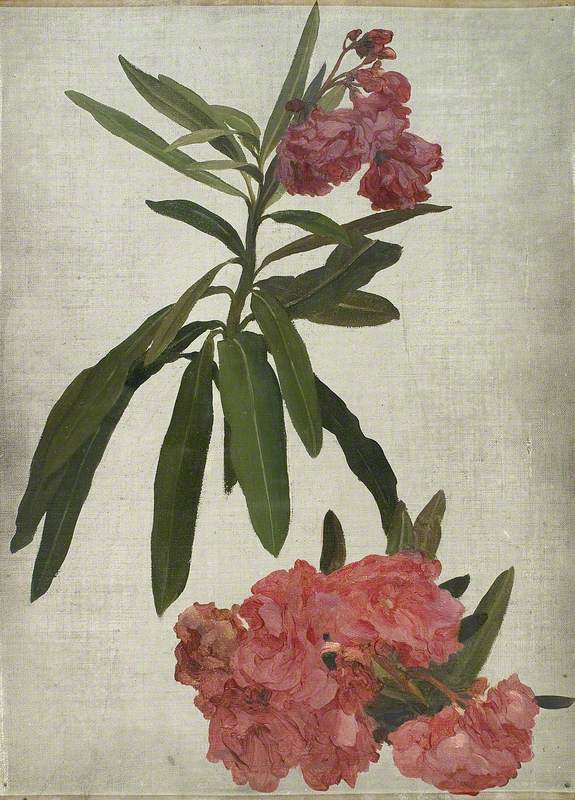 Étude du rhododendron - Frederic Leighton