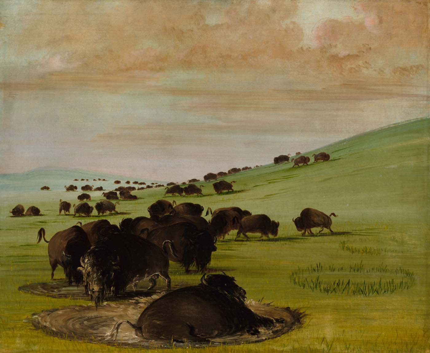 Buffles mâles dans un bourbier - George Catlin