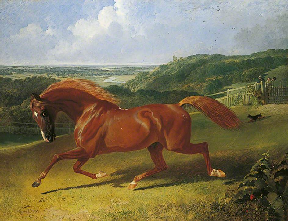 Cheval au galop dans un champ - John Frederick Herring, Sr.
