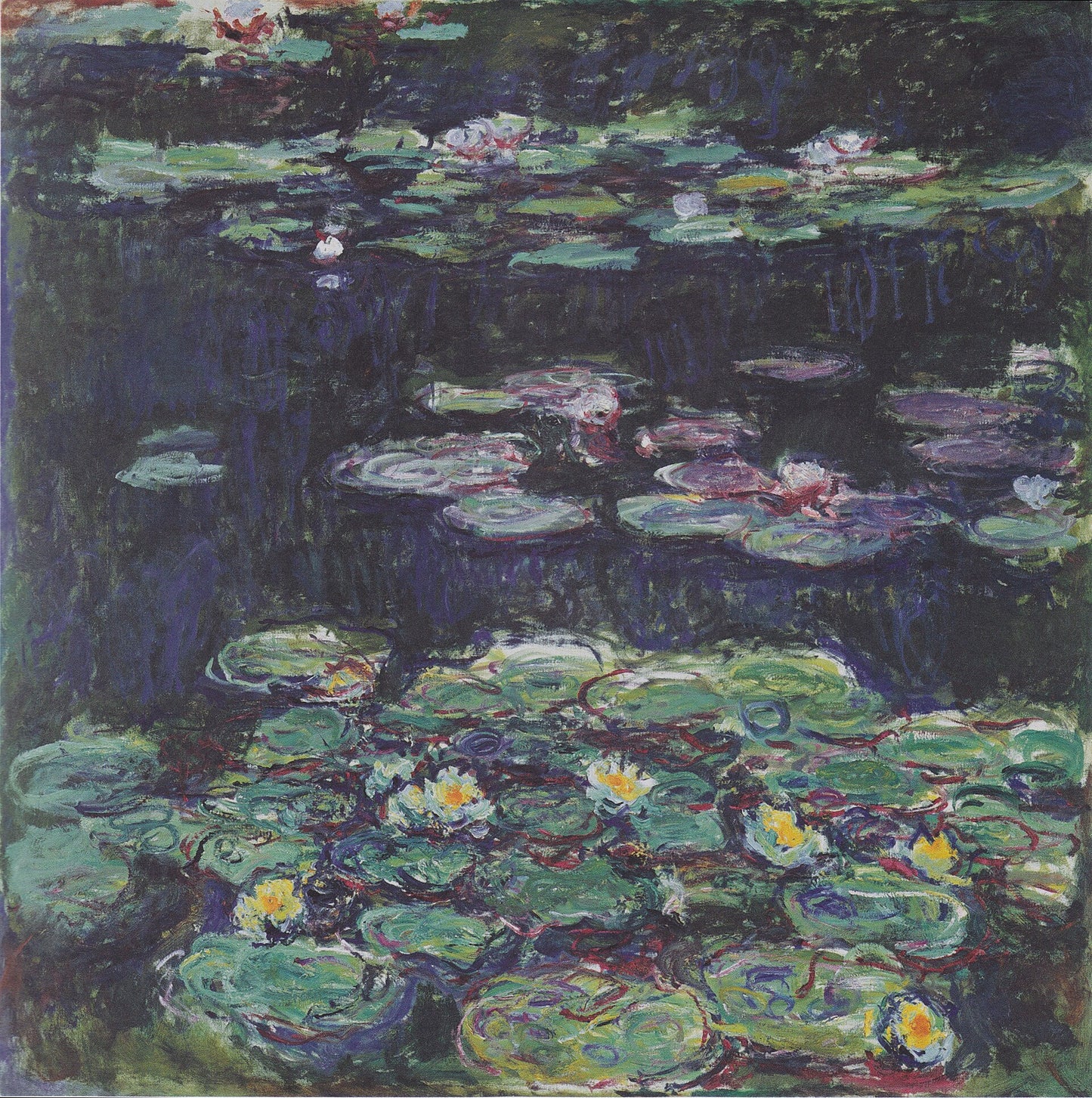 🎨 נימפאות – פרחים לבנים וצהובים
