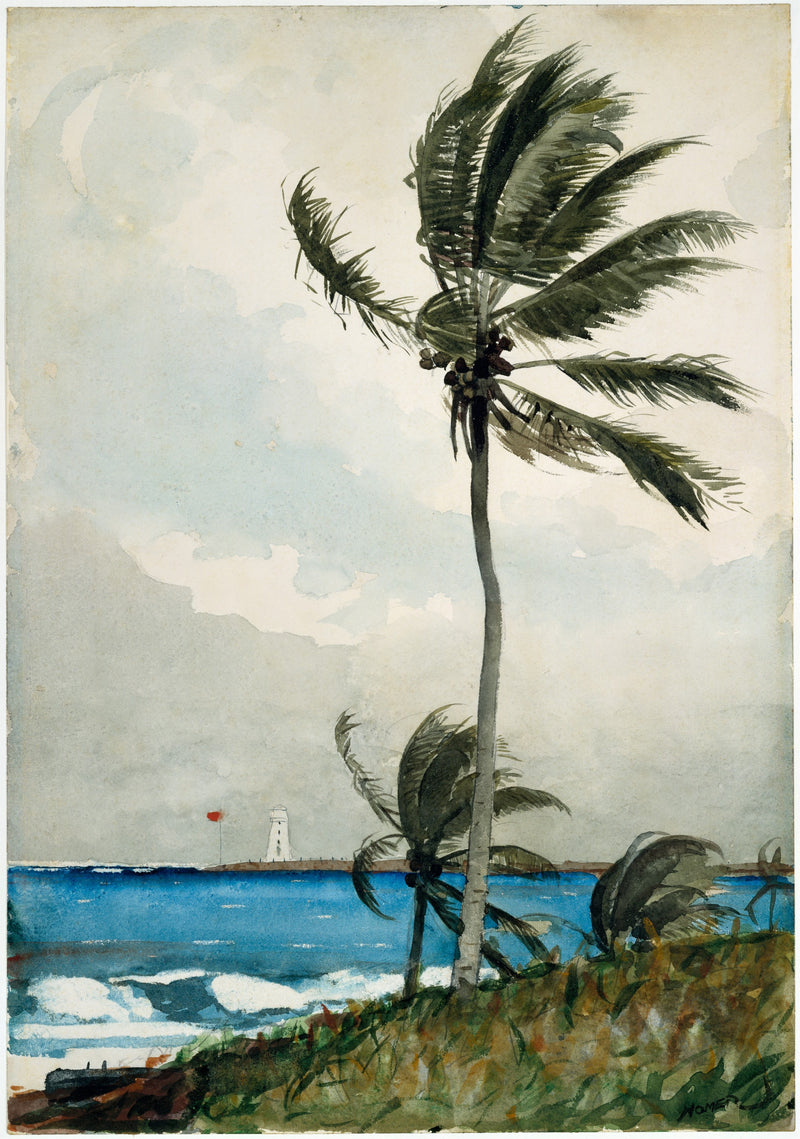 Palmier, Nassau - Winslow Homer
