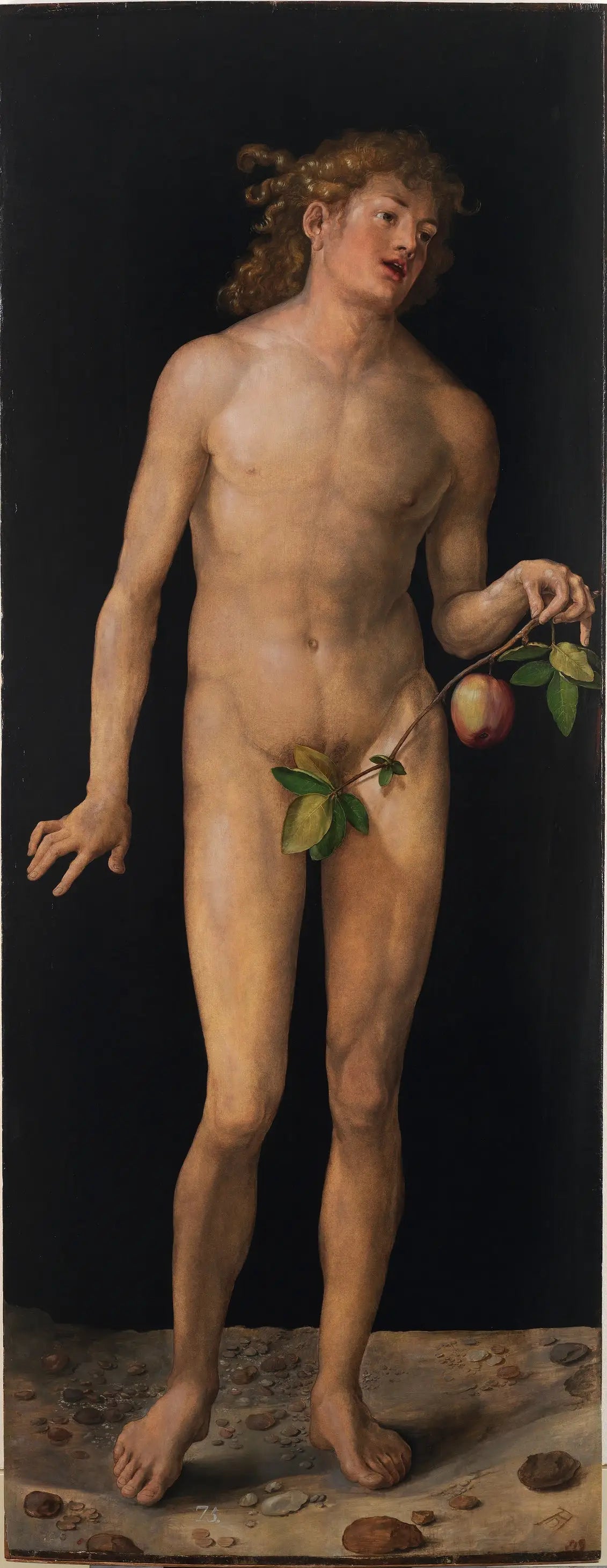 Adam - Albrecht Dürer - Alpha Reproduction