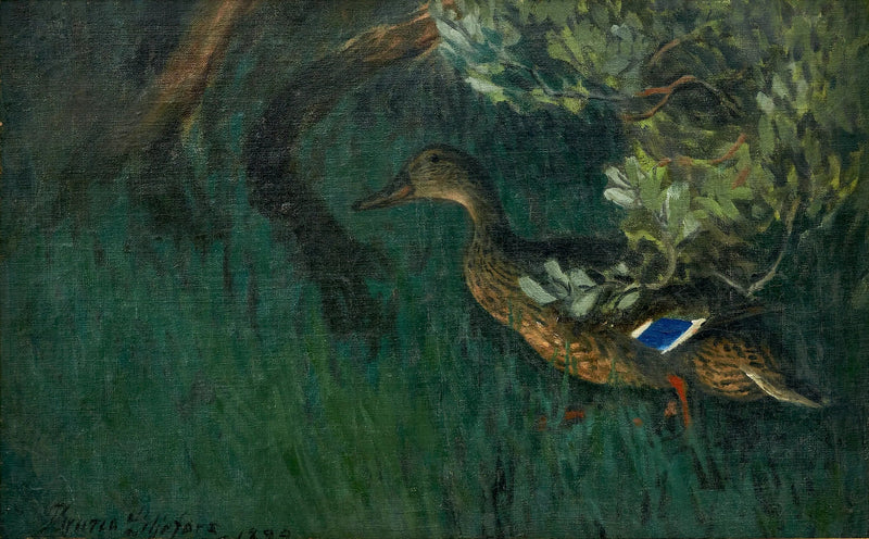 ברווז ברכיה בירק - ברונו לילפורס