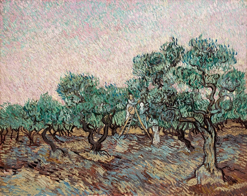 קטיף הזיתים - Vincent van Gogh
