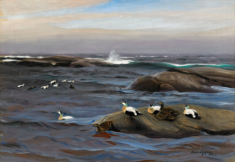 איידרים על אי סלעי - ברונו ליליפורס