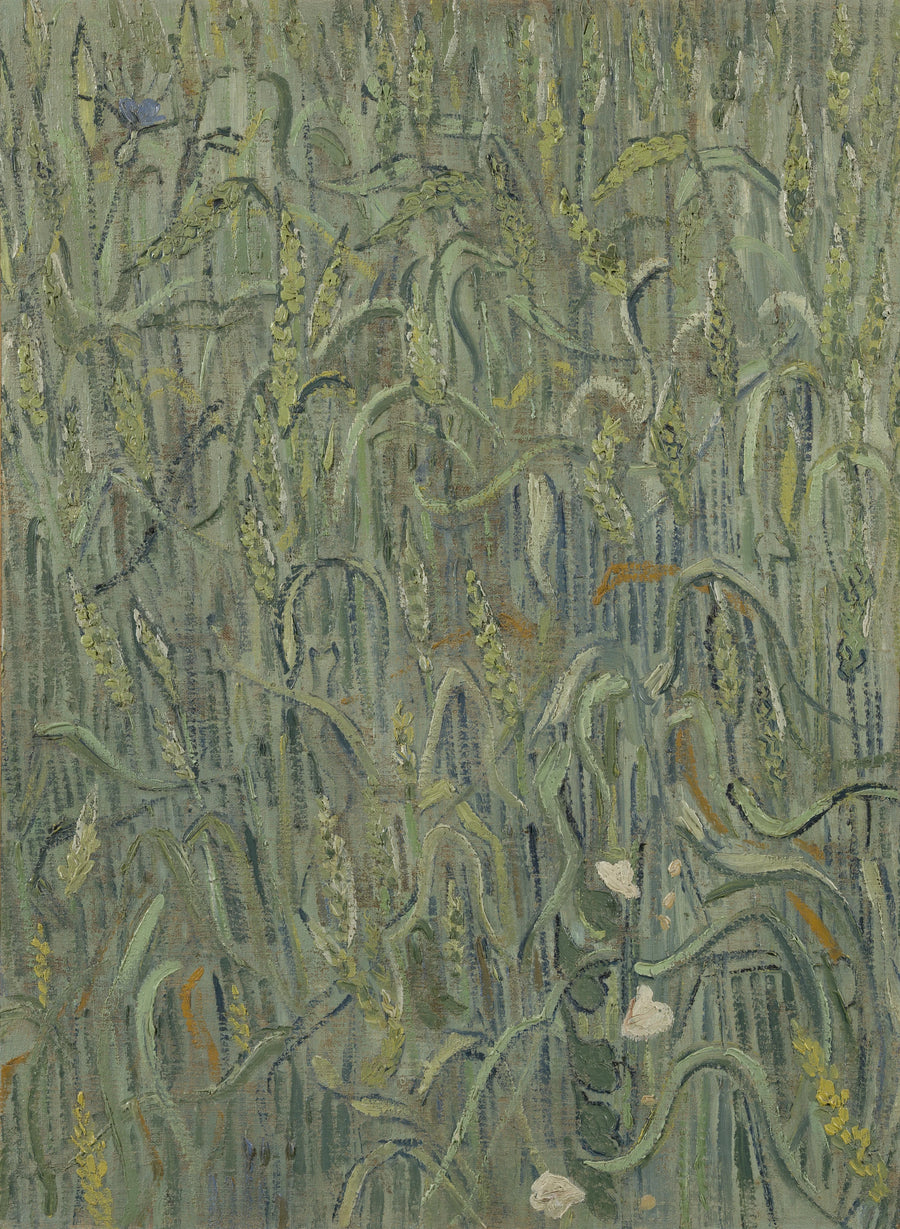שיבולי חיטה - Vincent van Gogh