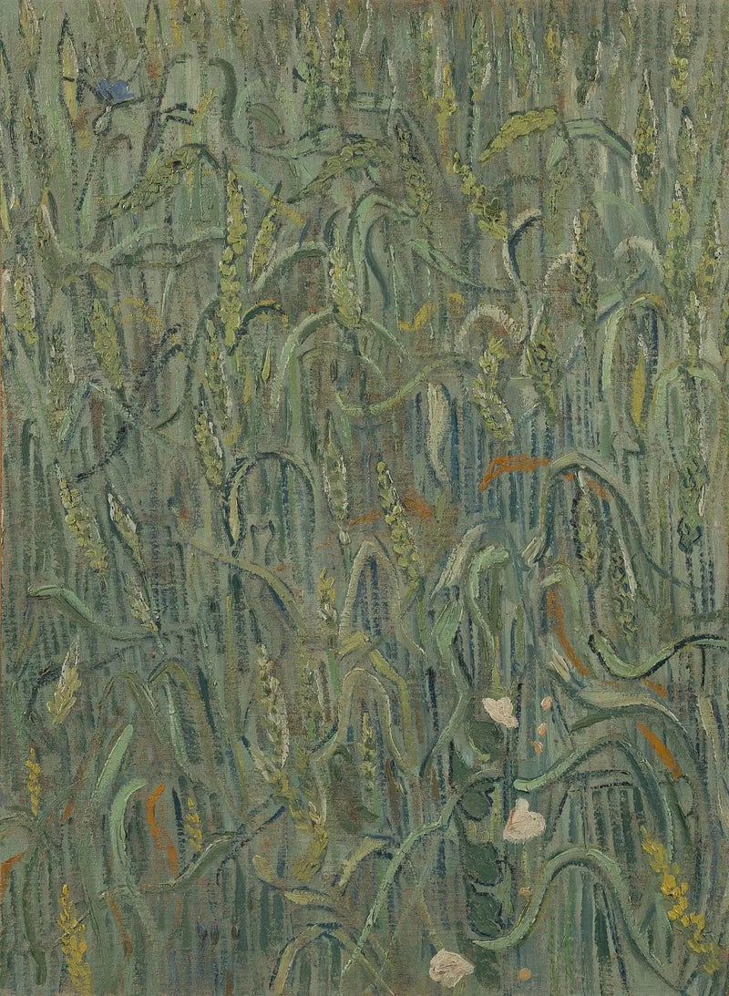 שיבולי חיטה - Vincent van Gogh