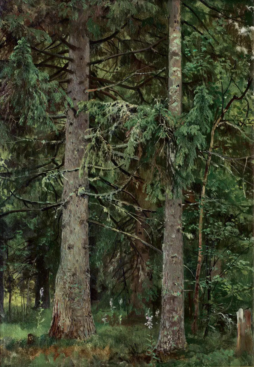 Forêt d’épicéas - Ivan Chichkine - Alpha Reproduction