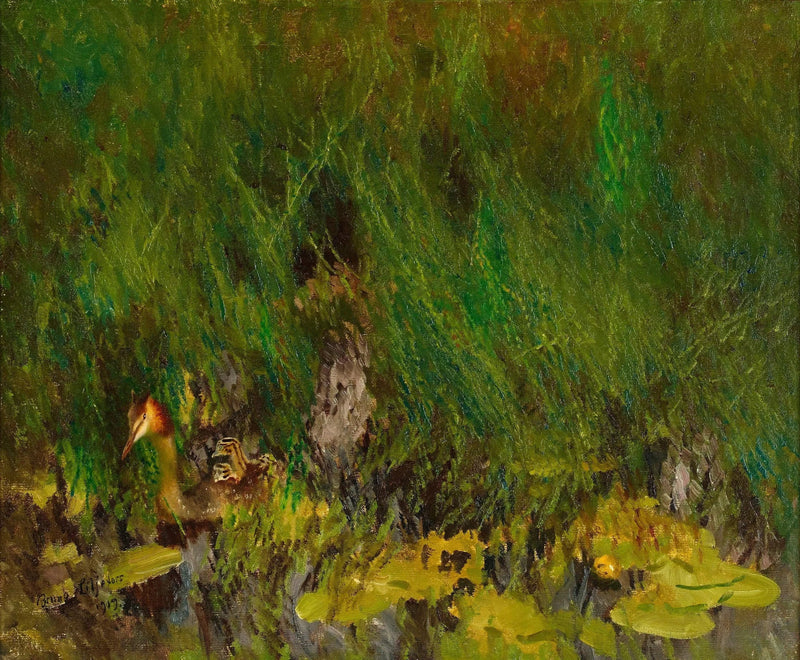 גרב מצויץ גדול - ברונו ליליפורס