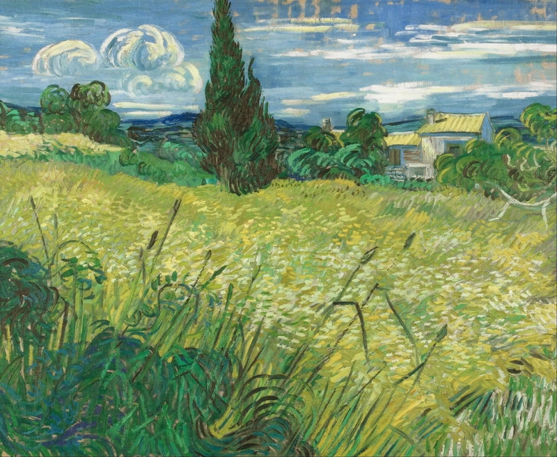 שדה חיטה ירוק עם ארז - Vincent van Gogh