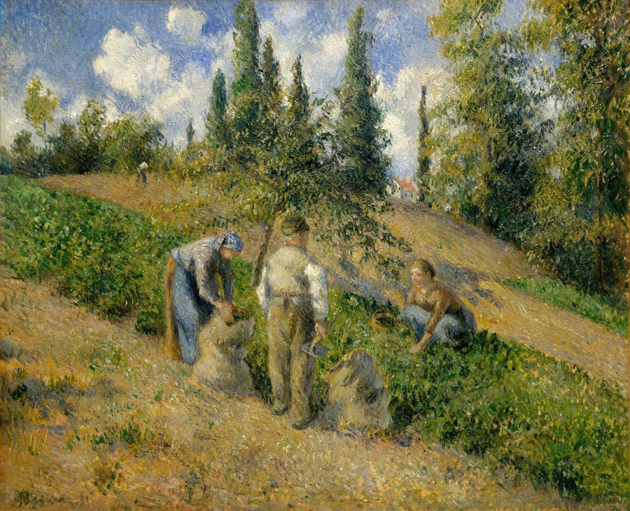 הקציר, פונטואז - קמיל פיסארו