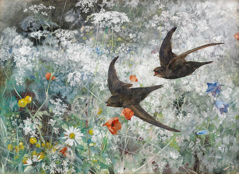 Black Swifts - ברונו ליליפורס