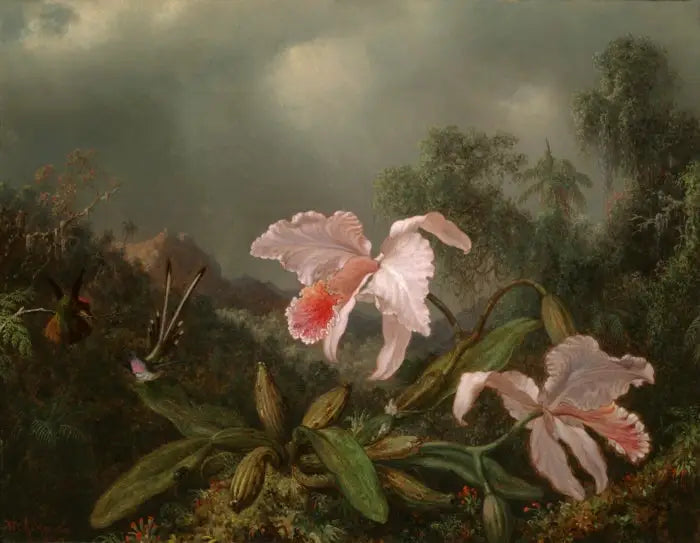 אורכידאות של הג'ונגל ויונים - מרטין ג'ונסון הייד