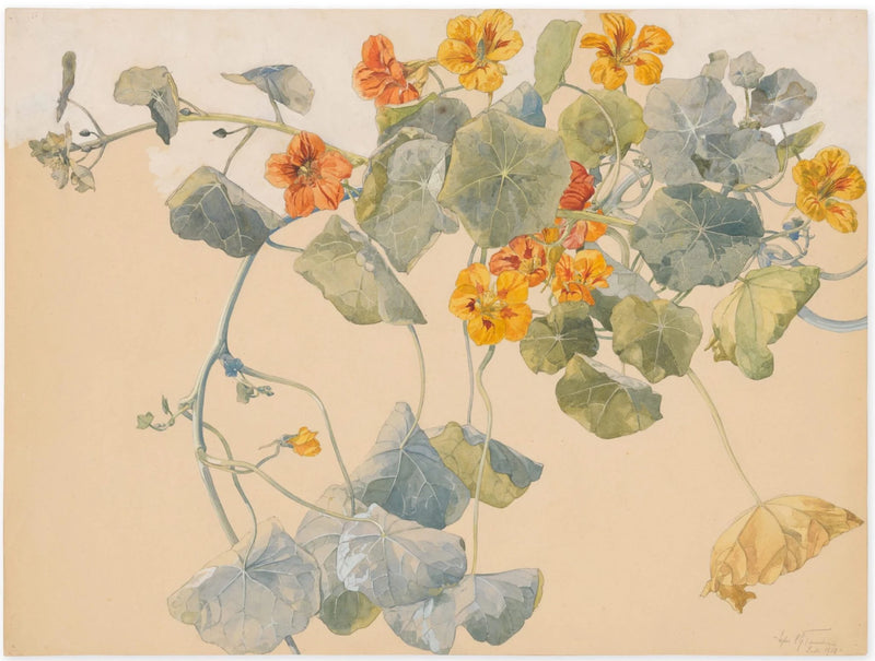 [Untitled (Nasturtium flowers)] - Sophie Taeuber-Arp