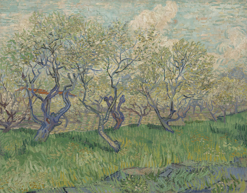 פרדס פורח - Vincent van Gogh