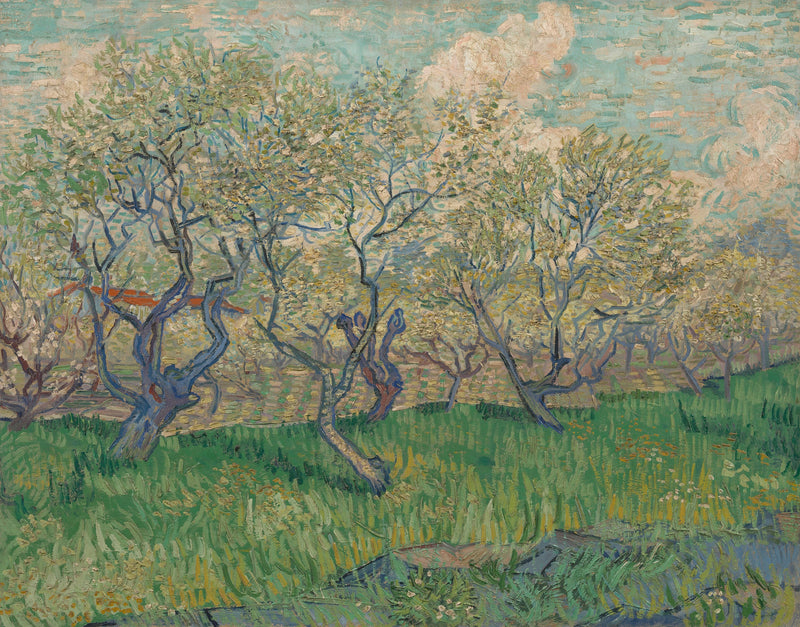 פרדס פורח - Vincent van Gogh
