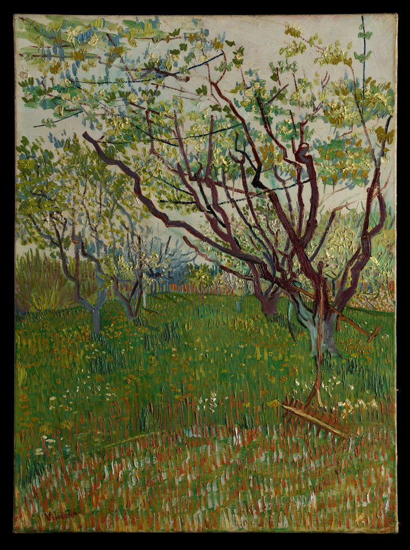 פרדס פורח - Vincent van Gogh